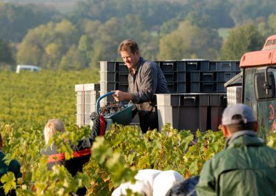 Vendanges Chinon