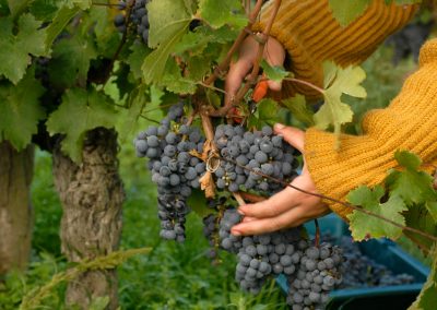 vendanges pierre sourdais