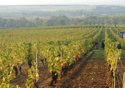 Vignes Chinon